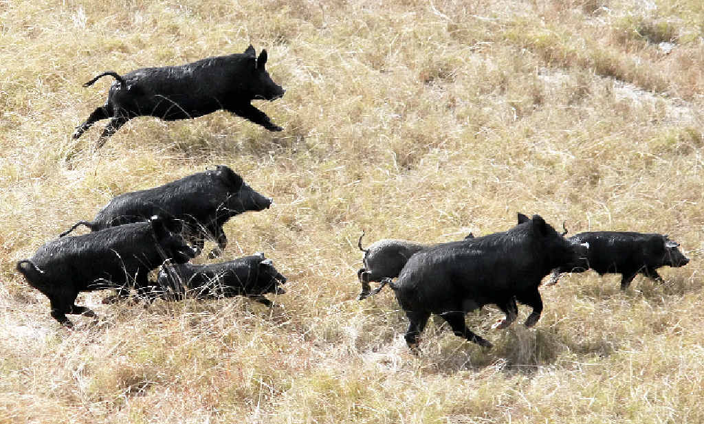 A big shooting event later this year will help control feral pig numbers in the Gympie region. A big shooting event later this year will help control feral pig numbers in the Gympie region.